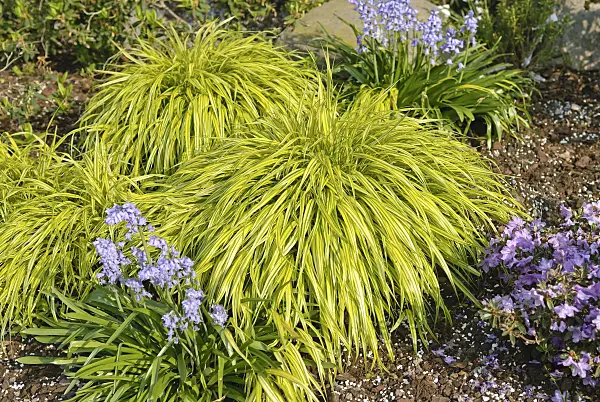 502209 - Japanese forest grass (Hakonechloa macra 'Aureola')
