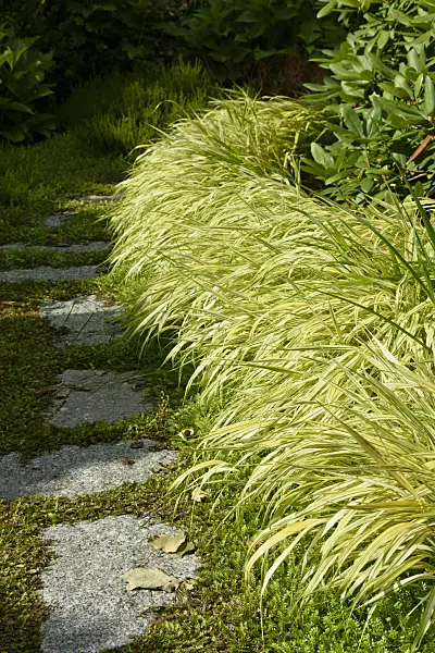 558009 - Japanese forest grass (Hakonechloa macra 'Aureola')