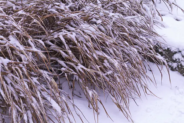 565045 - Japanese forest grass (Hakonechloa macra 'Aureola')