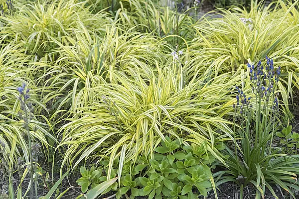 638109 - Japanese forest grass (Hakonechloa macra 'Aureola')