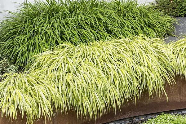 638110 - Japanese forest grass (Hakonechloa macra 'Aureola')