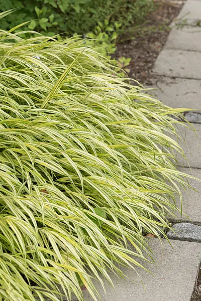664157 - Japanese forest grass (Hakonechloa macra 'Aureola')