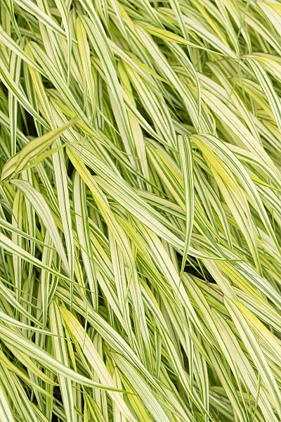 664158 - Japanese forest grass (Hakonechloa macra 'Aureola')