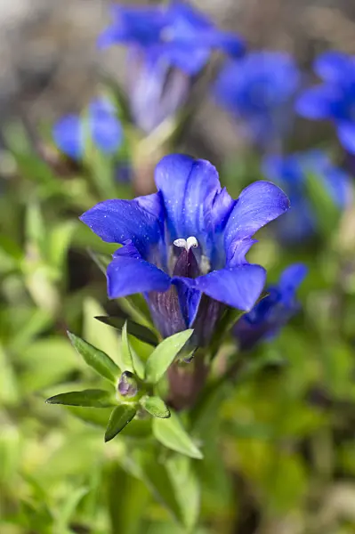 512084 - Japanese gentian (Gentiana scabra)