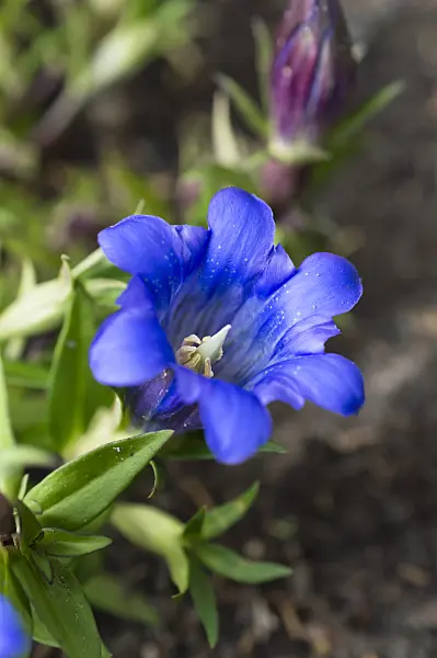 512085 - Japanese gentian (Gentiana scabra)