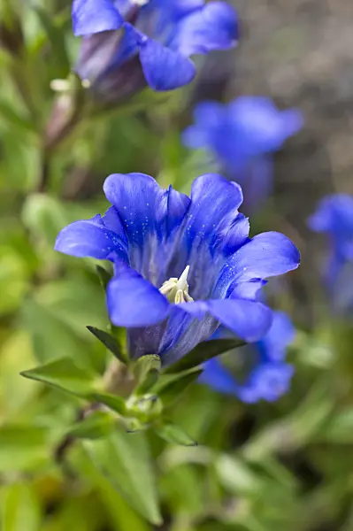 512086 - Japanese gentian (Gentiana scabra)
