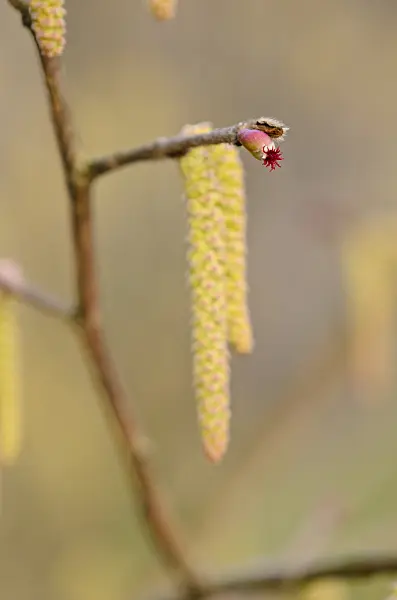 530011 - Japanese hazel (Corylus sieboldiana) with female flower