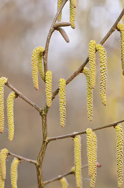 530010 - Japanese hazel (Corylus sieboldiana) with male flowers