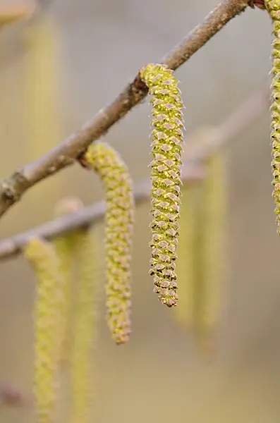 530012 - Japanese hazel (Corylus sieboldiana) with male flowers