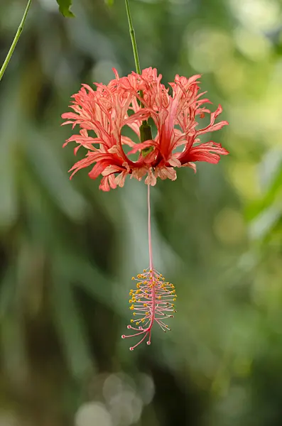 525417 - Japanese hibiscus (Hibiscus schizopetalus)