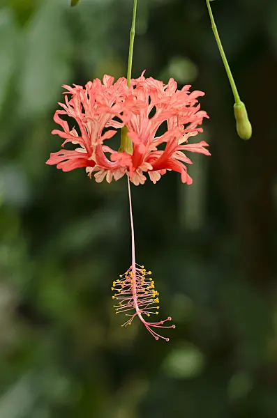 525418 - Japanese hibiscus (Hibiscus schizopetalus)