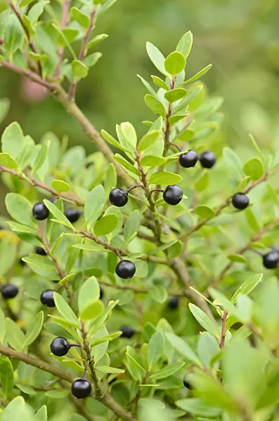 525171 - Japanese holly (Ilex crenata)