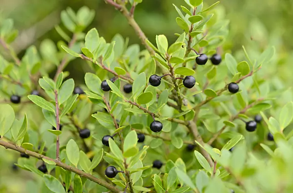525172 - Japanese holly (Ilex crenata)