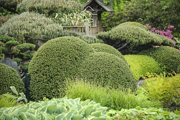 535286 - Japanese holly (Ilex crenata)