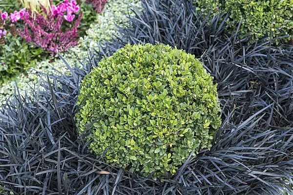 651343 - Japanese holly (Ilex crenata 'Dark Green') and black mondo (Ophiopogon planiscapus 'Nigrescens')
