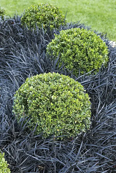 651344 - Japanese holly (Ilex crenata 'Dark Green') and black mondo (Ophiopogon planiscapus 'Nigrescens')