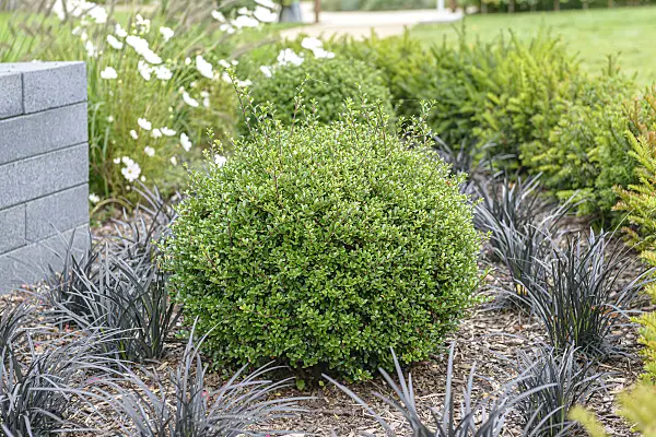 607115 - Japanese holly (Ilex crenata 'Glorie Gem')