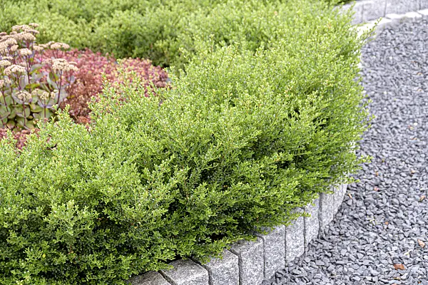 607116 - Japanese holly (Ilex crenata 'Glorie Gem')