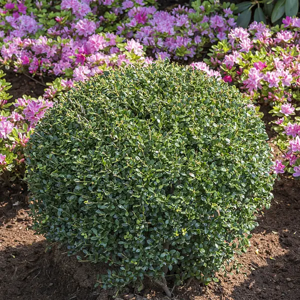 625240 - Japanese holly (Ilex crenata 'Glorie Gem')