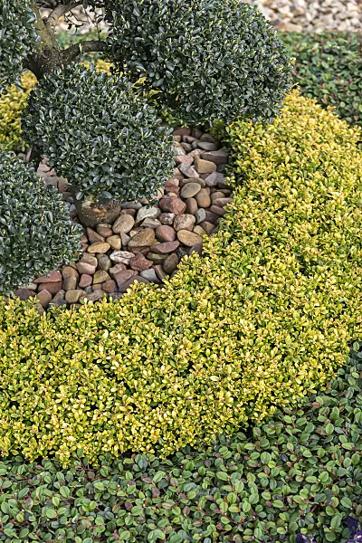 625241 - Japanese holly (Ilex crenata 'Glorie Gem') and bearberry cotoneaster (Cotoneaster dammeri 'Evergreen')