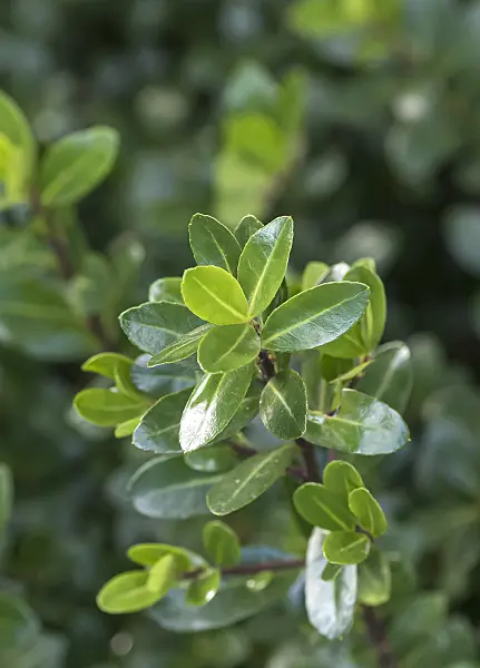 651346 - Japanese holly (Ilex crenata 'Robustico')