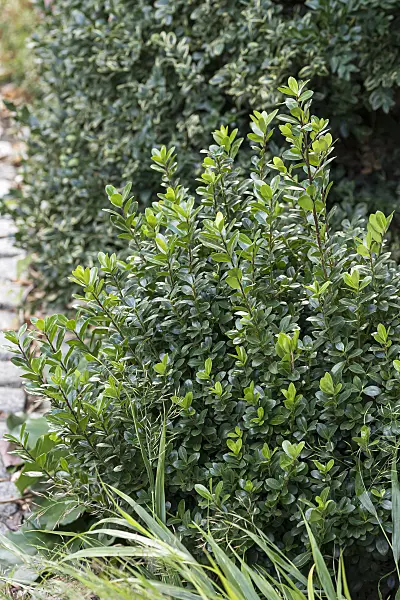 651347 - Japanese holly (Ilex crenata 'Robustico')