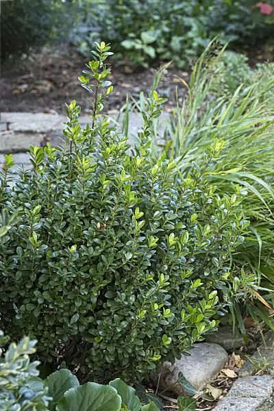 651348 - Japanese holly (Ilex crenata 'Robustico')