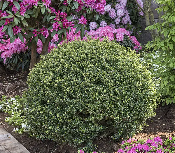 651342 - Japanese holly (Ilex crenata 'Stokes')
