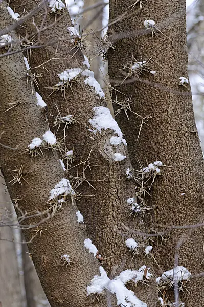 479028 - Japanese honey locust (Gleditsia japonica)