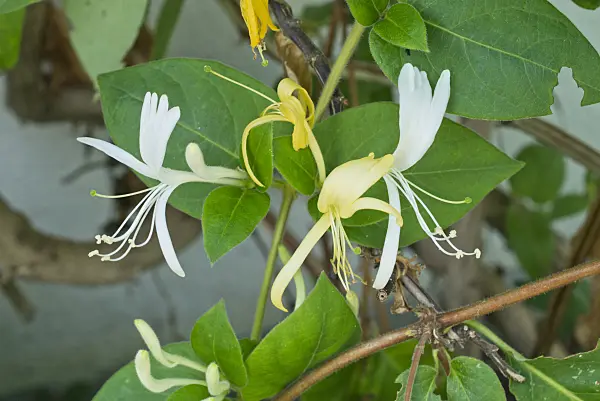 559137 - Japanese honeysuckle (Lonicera japonica)