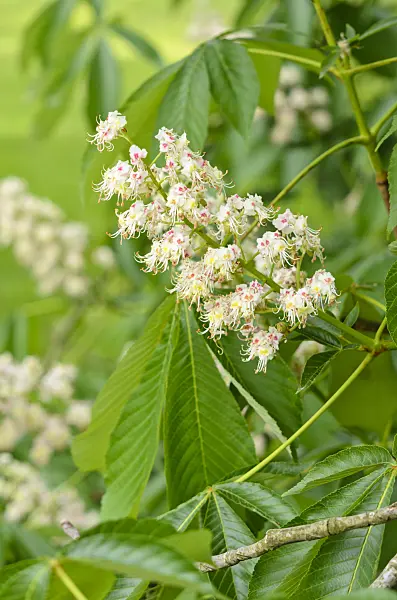 533296 - Japanese horse chestnut (Aesculus turbinata)