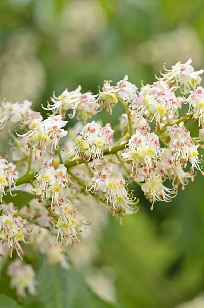 533297 - Japanese horse chestnut (Aesculus turbinata)