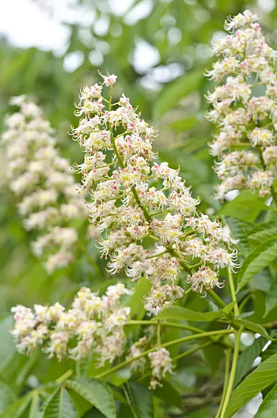 533298 - Japanese horse chestnut (Aesculus turbinata)
