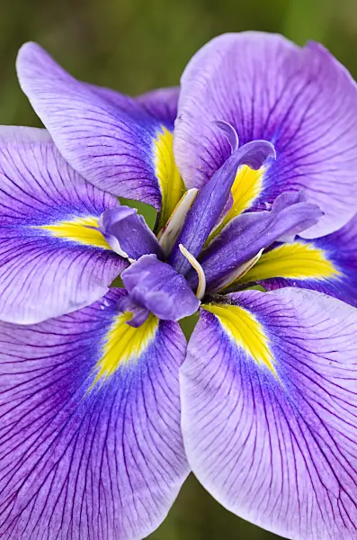 521356 - Japanese iris (Iris ensata)
