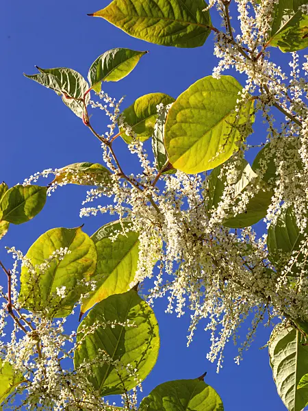 417002 - Japanese knotweed (Fallopia japonica syn. Reynoutria japonica)