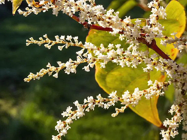 417003 - Japanese knotweed (Fallopia japonica syn. Reynoutria japonica)