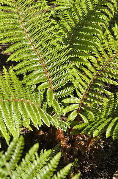 508198 - Japanese lace fern (Polystichum polyblepharum)