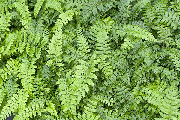 625319 - Japanese lace fern (Polystichum polyblepharum)