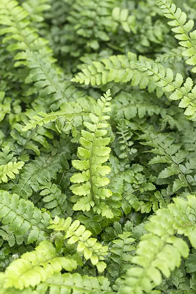 625320 - Japanese lace fern (Polystichum polyblepharum)