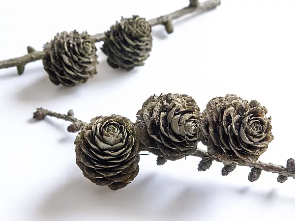 433014 - Japanese larch (Larix kaempferi)