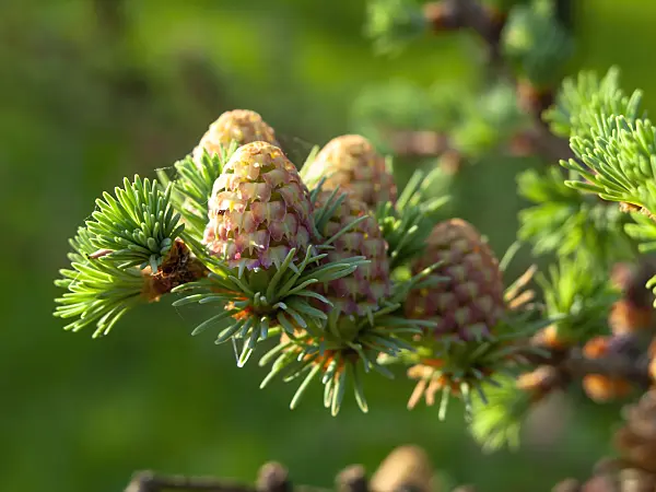 436273 - Japanese larch (Larix kaempferi)