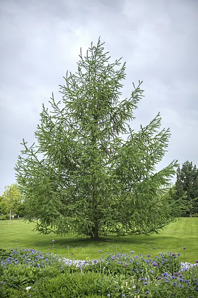 535410 - Japanese larch (Larix kaempferi)