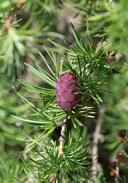 664221 - Japanese larch (Larix kaempferi 'Stiff Weeper')