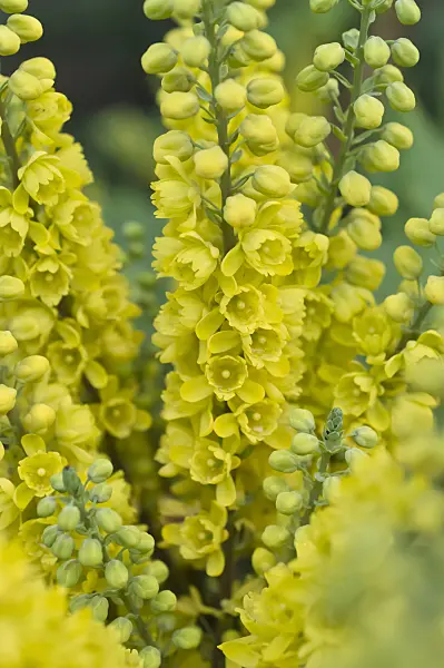 516021 - Japanese mahonia (Mahonia japonica)