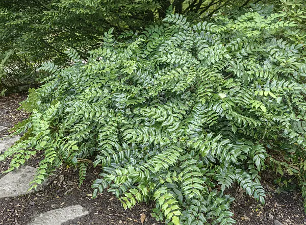 575138 - Japanese mahonia (Mahonia japonica)