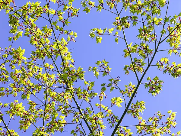 437102 - Japanese maple (Acer japonicum)