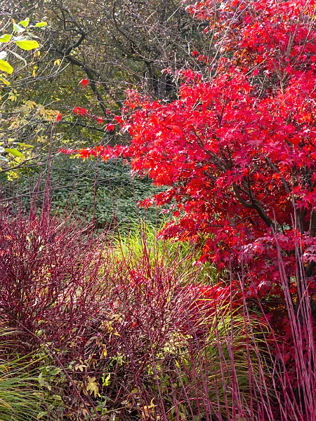 465257 - Japanese maple (Acer japonicum)