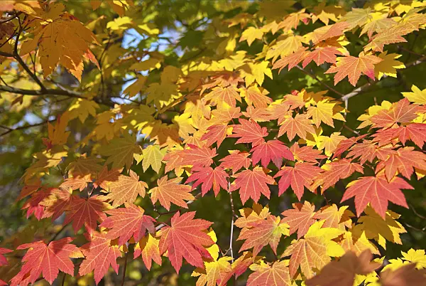 502081 - Japanese maple (Acer japonicum)