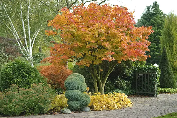502082 - Japanese maple (Acer japonicum)