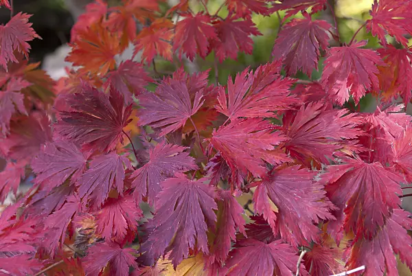 517136 - Japanese maple (Acer japonicum 'Aconitifolium')